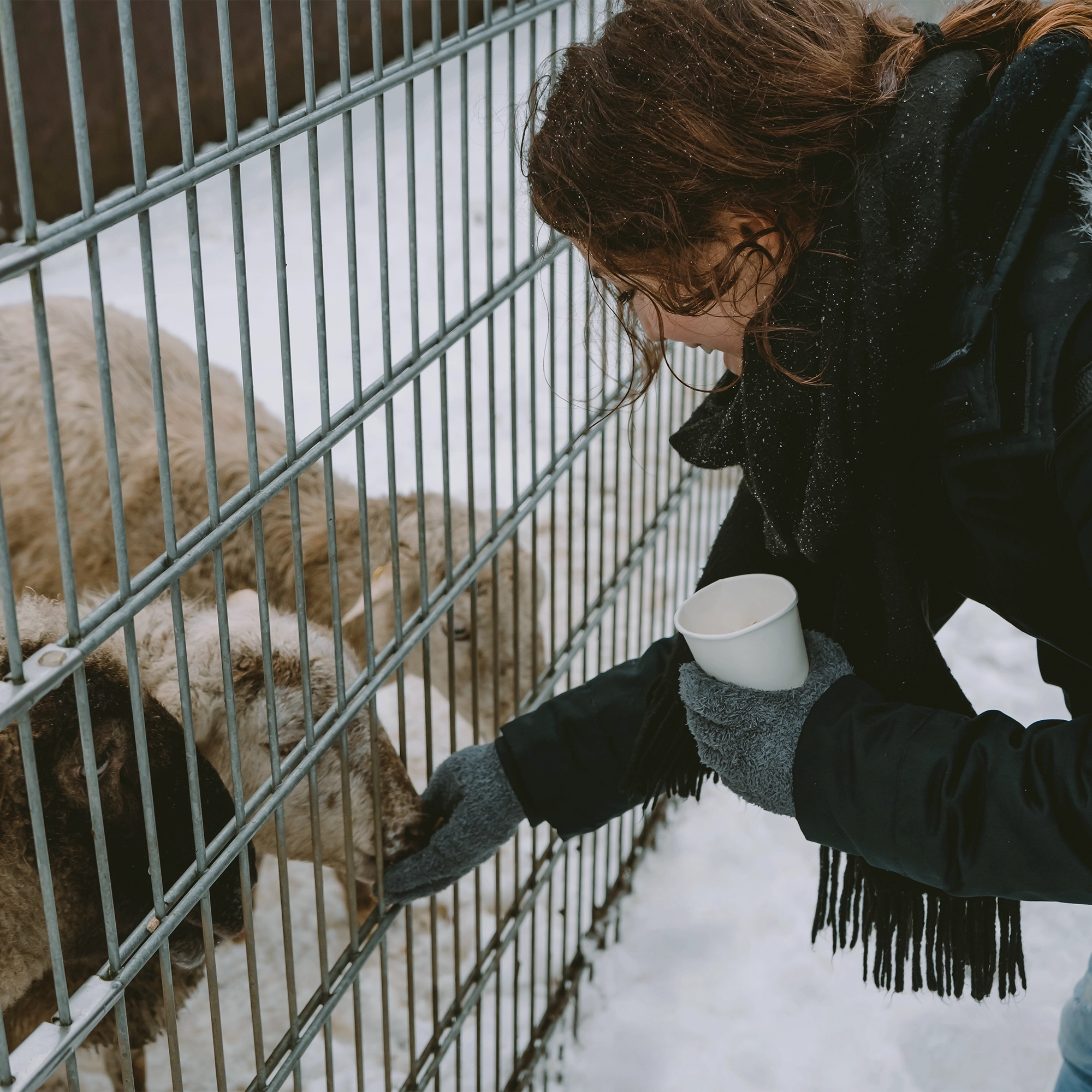 Westerwald | Ausflug | Tipp | Art of Jane | Alpakas
